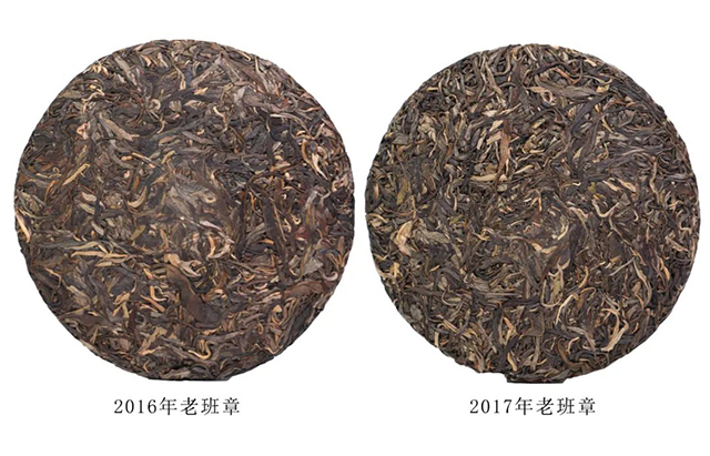 紫者老班章春茶