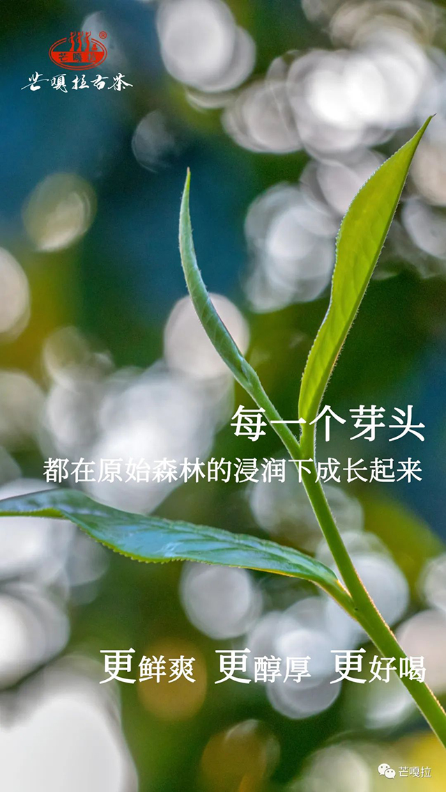 芒嘎拉2022古树春茶上新