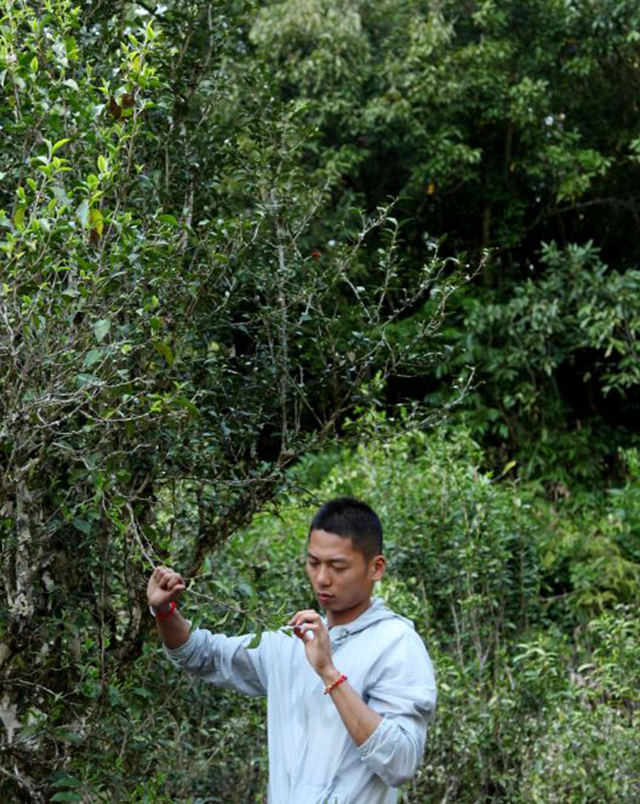 普洱茶玩家白焌