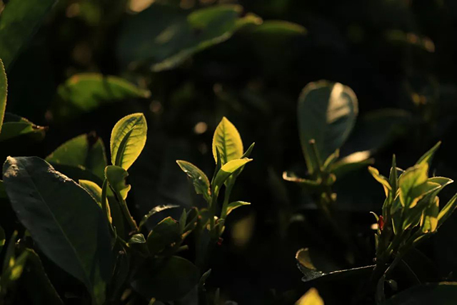 龙润茶藏香陈香普洱茶