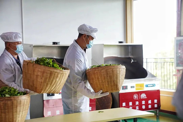 六大茶山521国际茶日