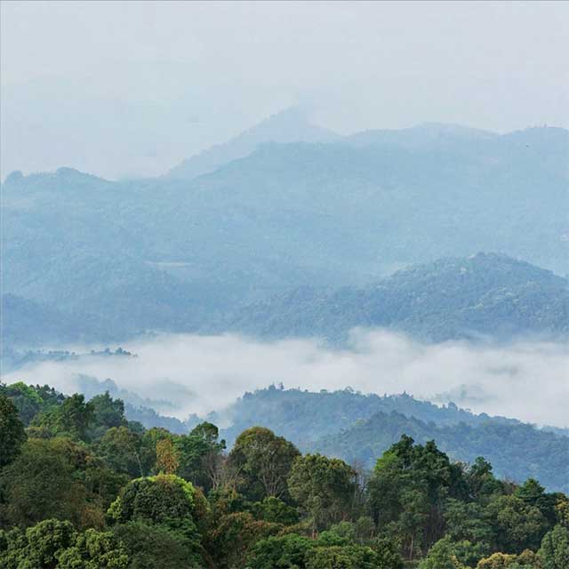 荣瑞祥清歌古茶园茶山实拍