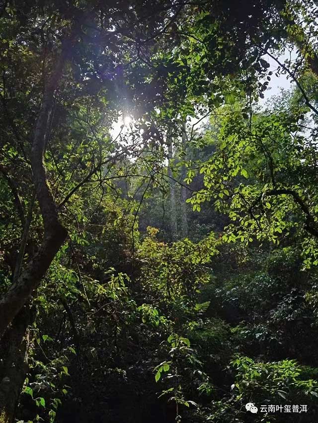 叶玺普洱清风泉普洱茶