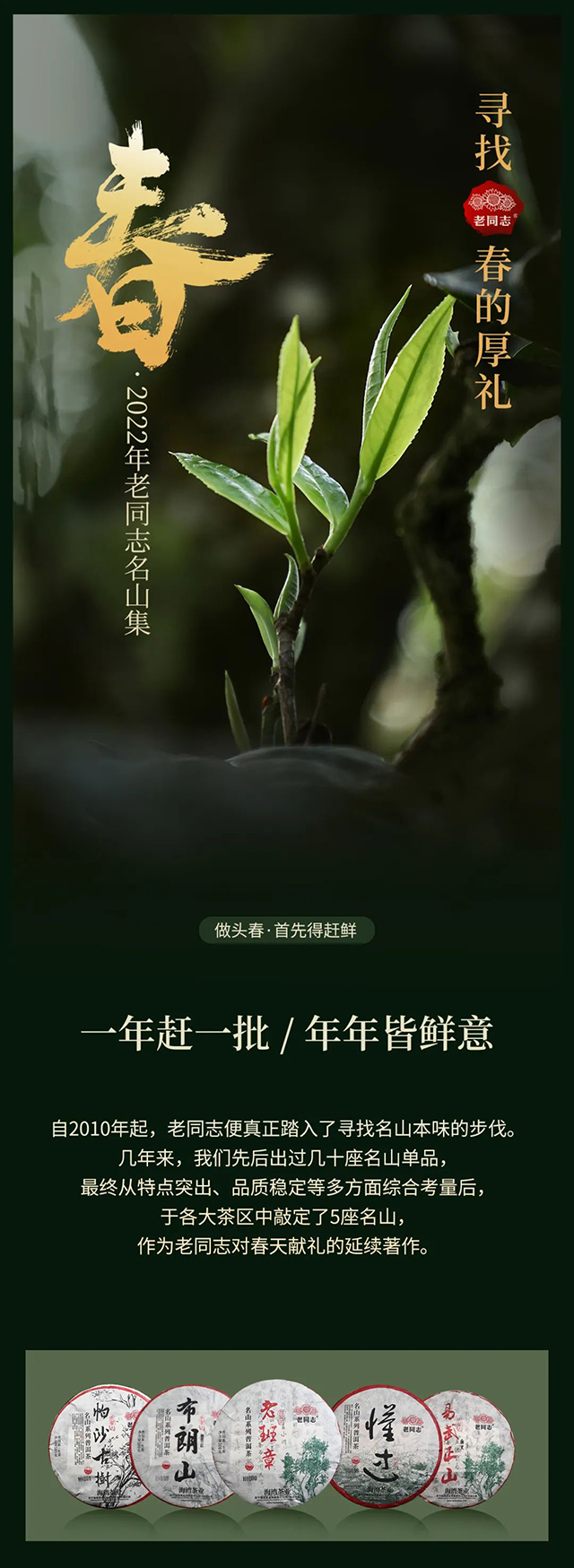 海湾茶业2022年老同志名山茶