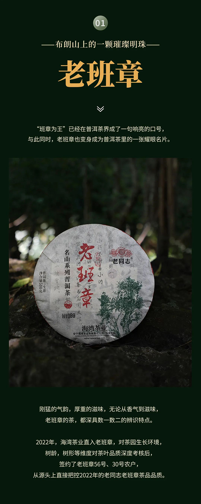 海湾茶业2022年老同志名山茶