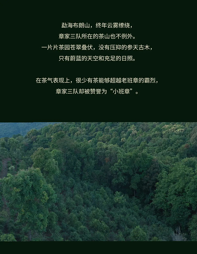 海湾茶业2022年老同志名山茶