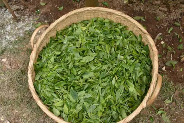 千家寨爷号八爷茶山箐古树茶