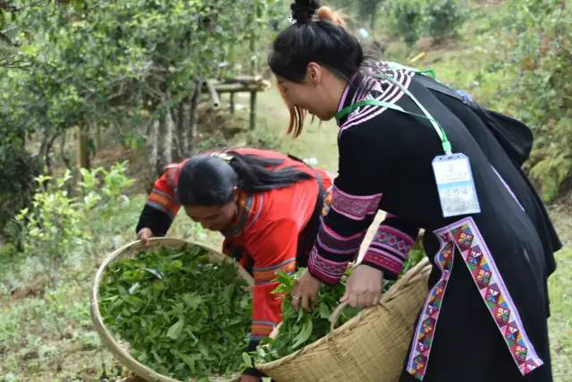 千家寨爷号八爷茶山箐古树茶