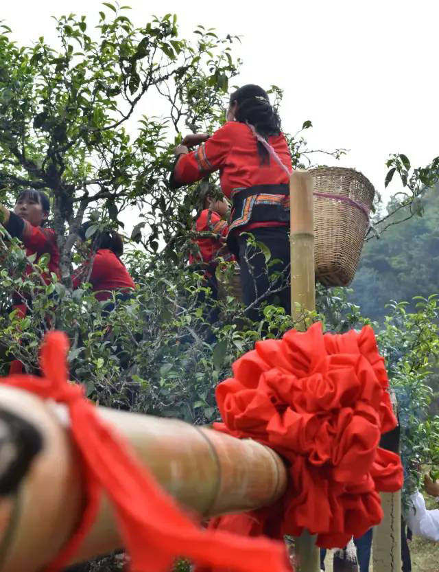 千家寨爷号八爷茶山箐古树茶