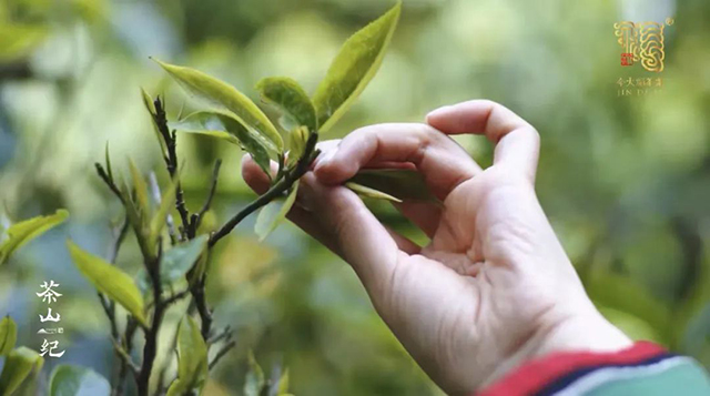 今大福茶山纪