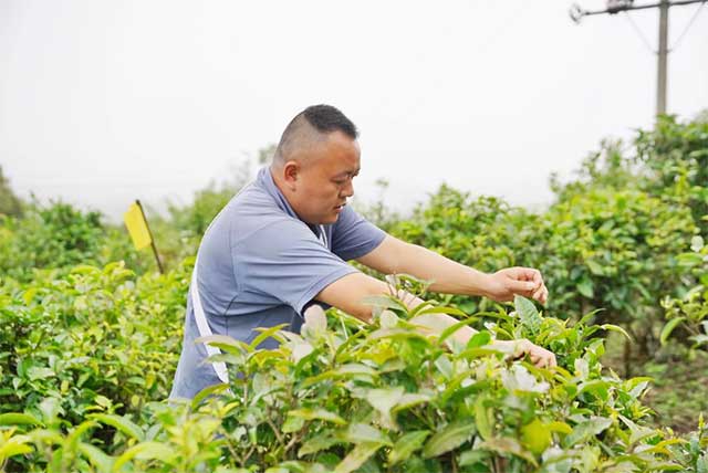 六大茶山贺开庄园茶宴