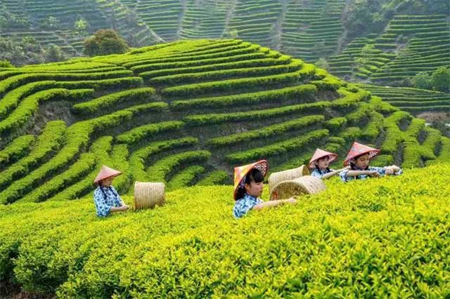 2022年国际茶日中国主场活动