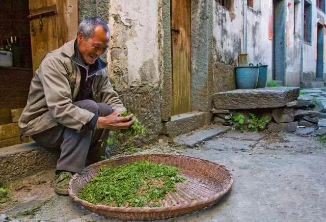 赶制春茶的村民