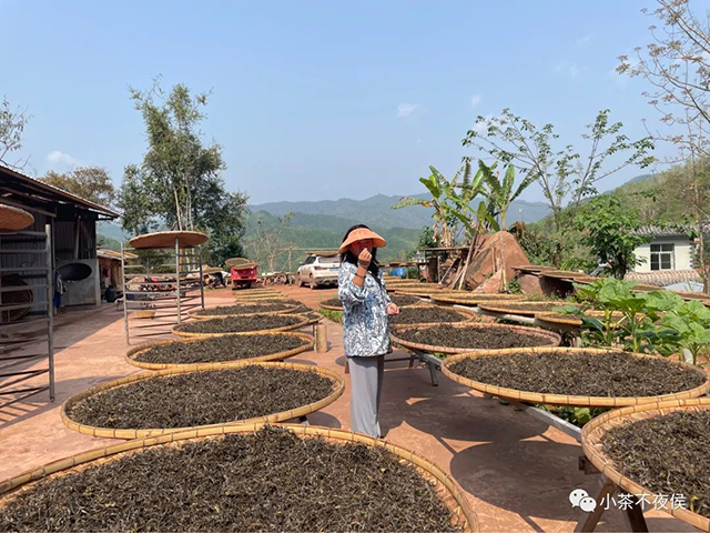 小茶不夜侯曼松贡茶