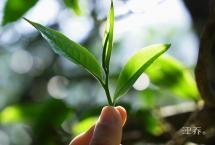 津味云茶，世界共享，521国际茶日“津味品饮周”开启