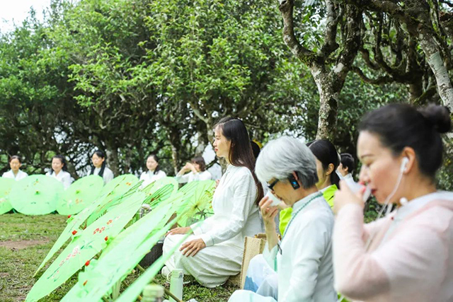 贺开古茶园七碗静心茶会