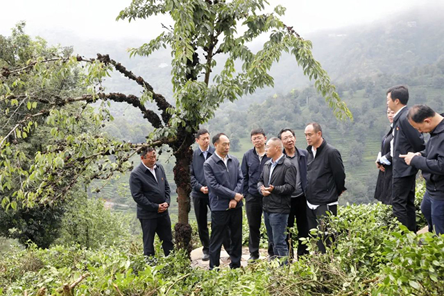 省人大常委会调研组到大理州开展古茶树保护立法调研