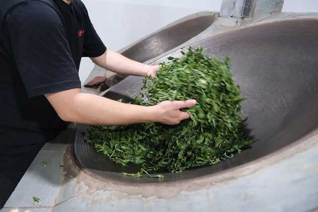 李文华谈普洱熟茶工艺