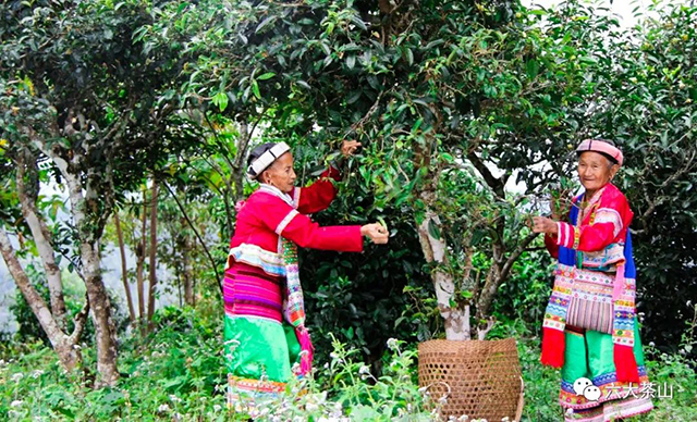 六大茶山贺开庄园普洱茶博物馆