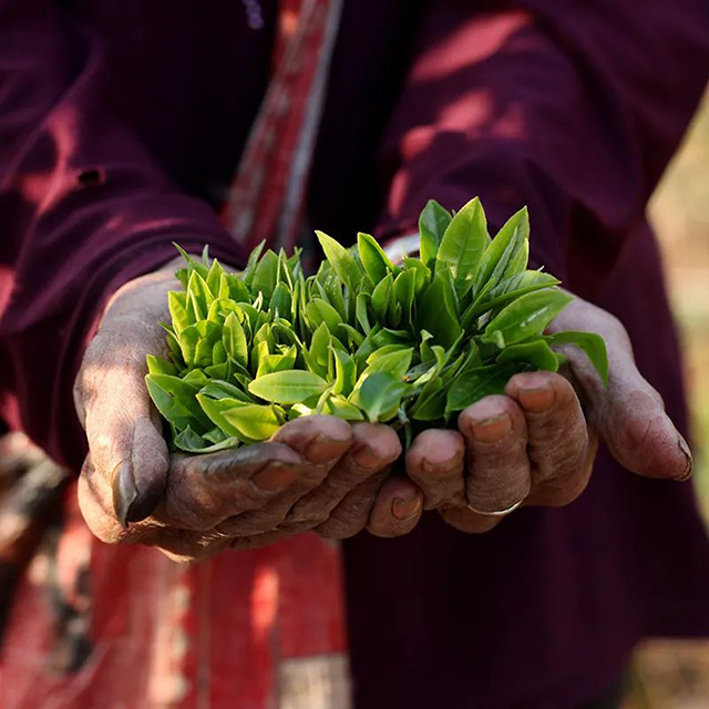 荣瑞祥普洱茶