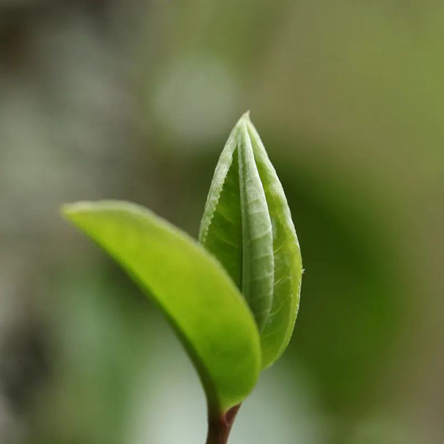 荣瑞祥普洱茶