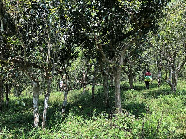 森朗逸的原料均采摘自生长在生态环境优越的古茶树