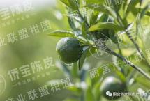 丽宫侨宝：喝茶听雨，人生小满足矣「二十四节气·小满」