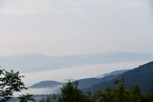 普洱茶知识