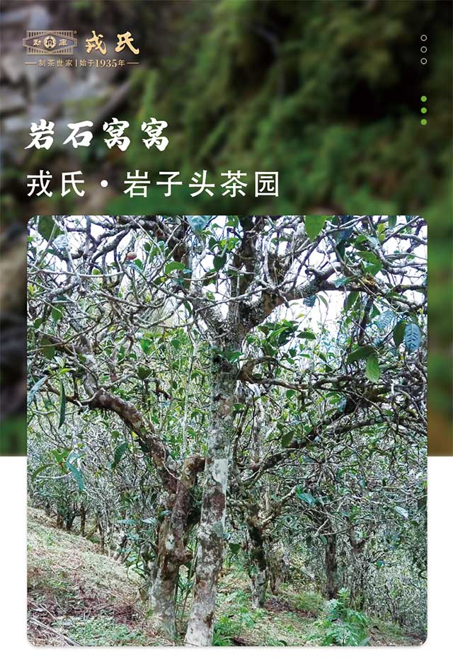 勐库戎氏马鞍山岩子头普洱茶