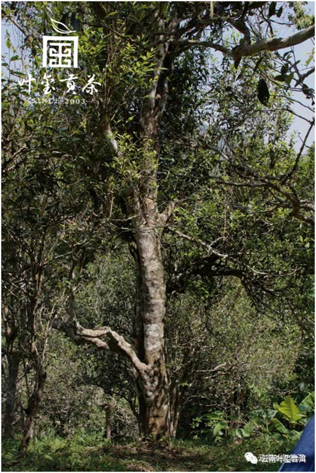 云南叶玺普洱古六大茶山革登茶