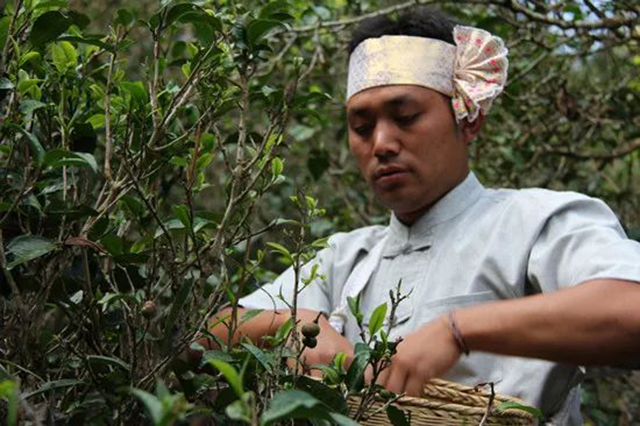 云南普洱古茶园与茶文化系统