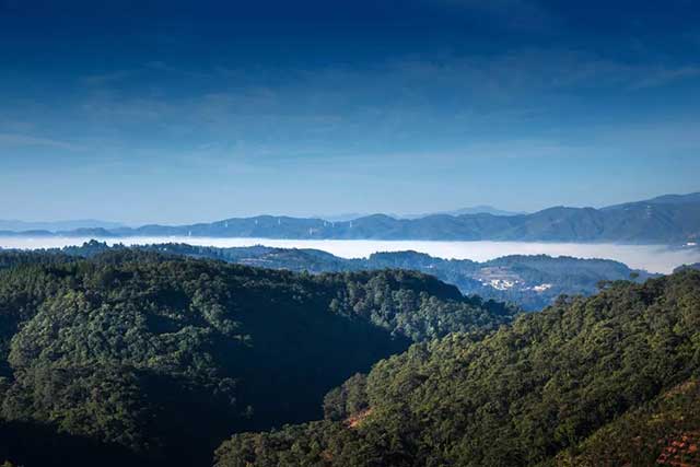 2022龙润茶826普洱茶