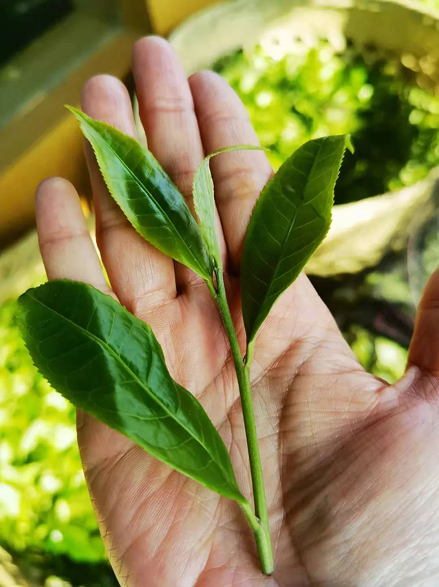 六大茶山4月7日普洱茶收鲜日志