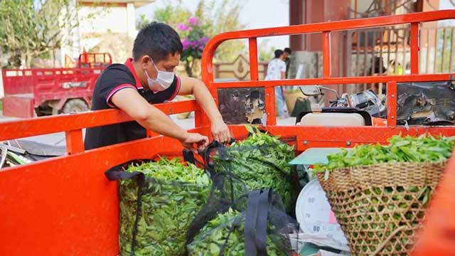 六大茶山踩准中国茶产业关键词
