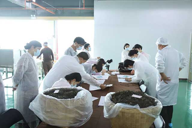 六大茶山踩准中国茶产业关键词