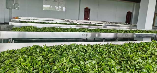六大茶山踩准中国茶产业关键词