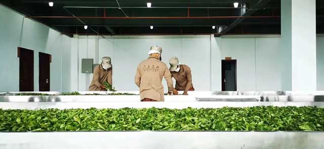 六大茶山踩准中国茶产业关键词