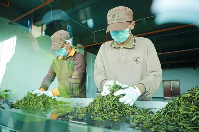 六大茶山连续7年获得有机产品认证
