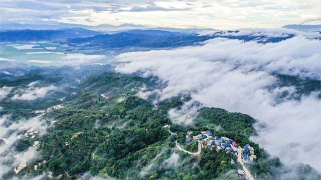 六大茶山贺开古茶园