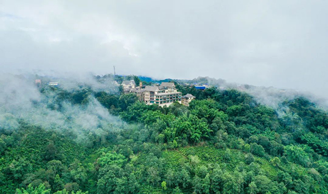 六大茶山贺开古茶园