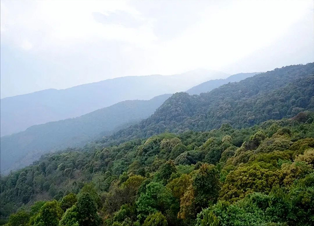 荣瑞祥2021年勐库大雪山茶砖普洱茶