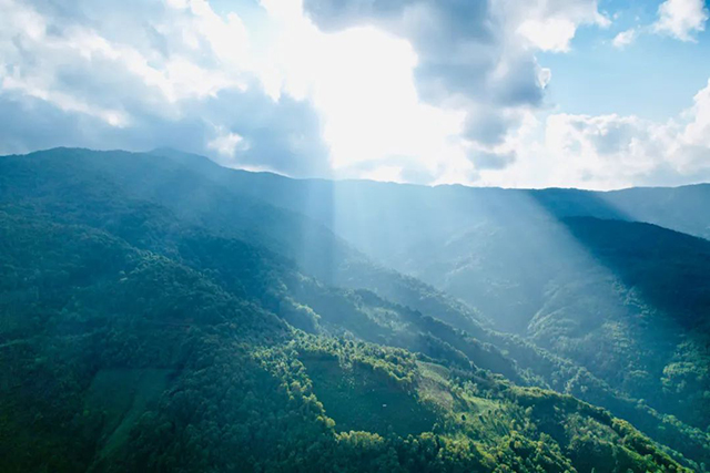 中吉红陈皮普洱茶