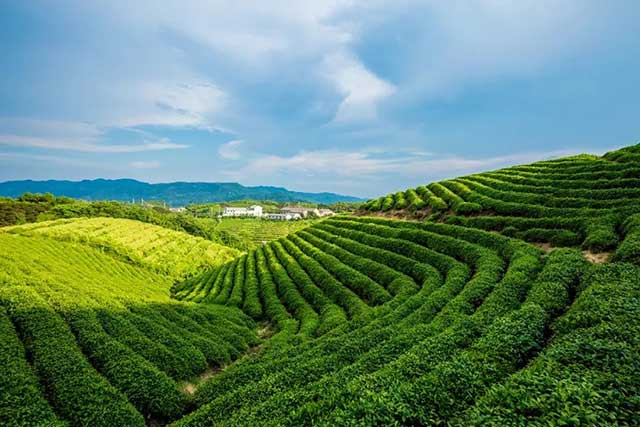 2021年中国茶叶进出口贸易分析报告