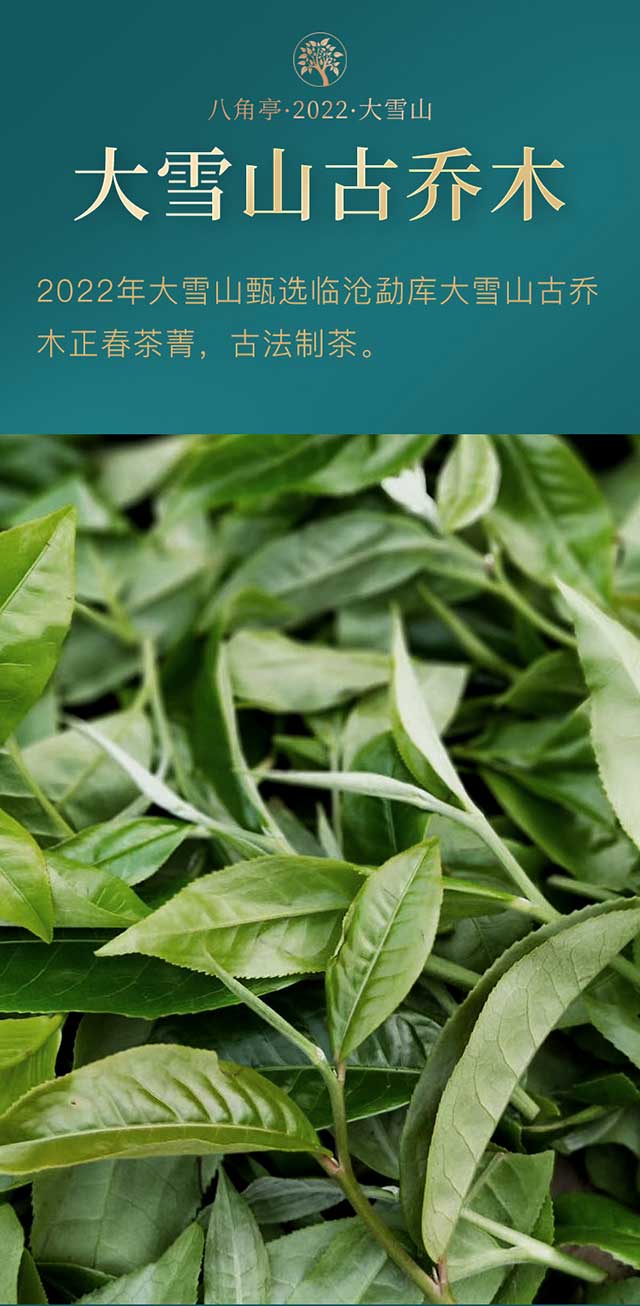 八角亭大雪山普洱茶