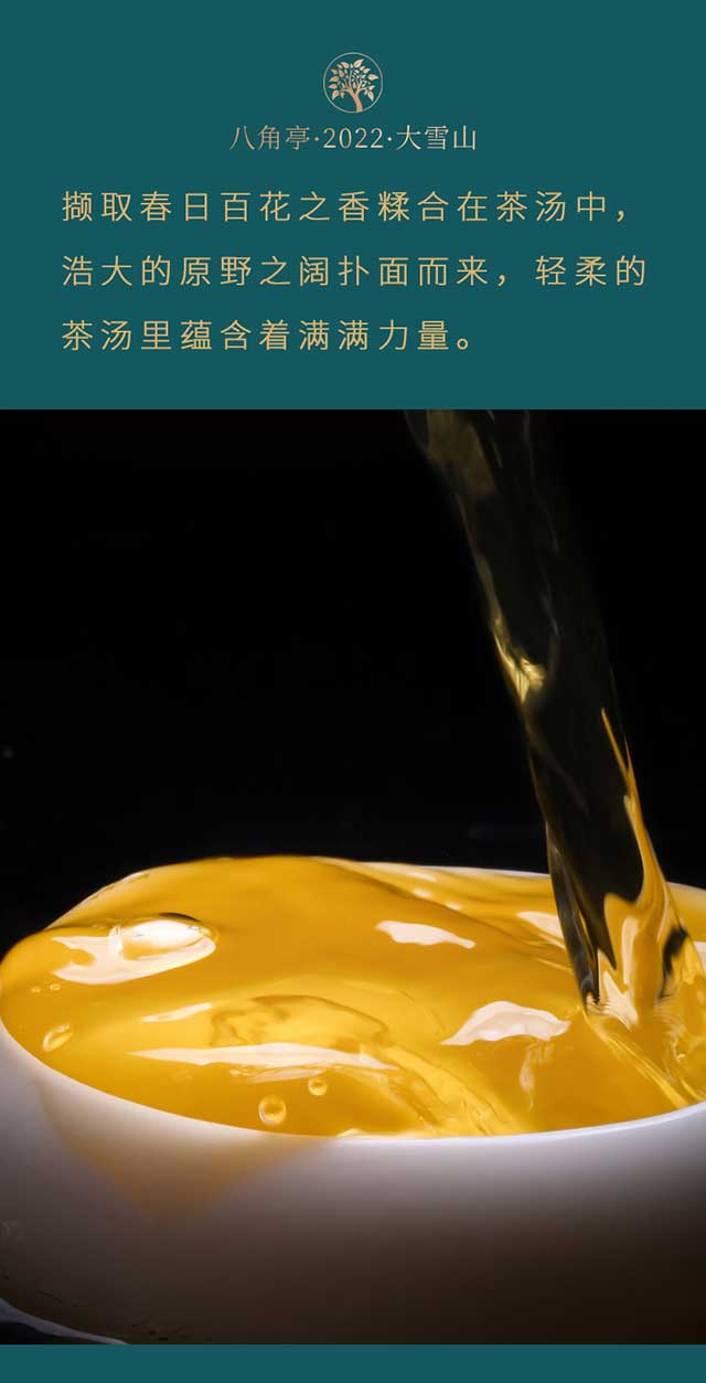 八角亭大雪山普洱茶