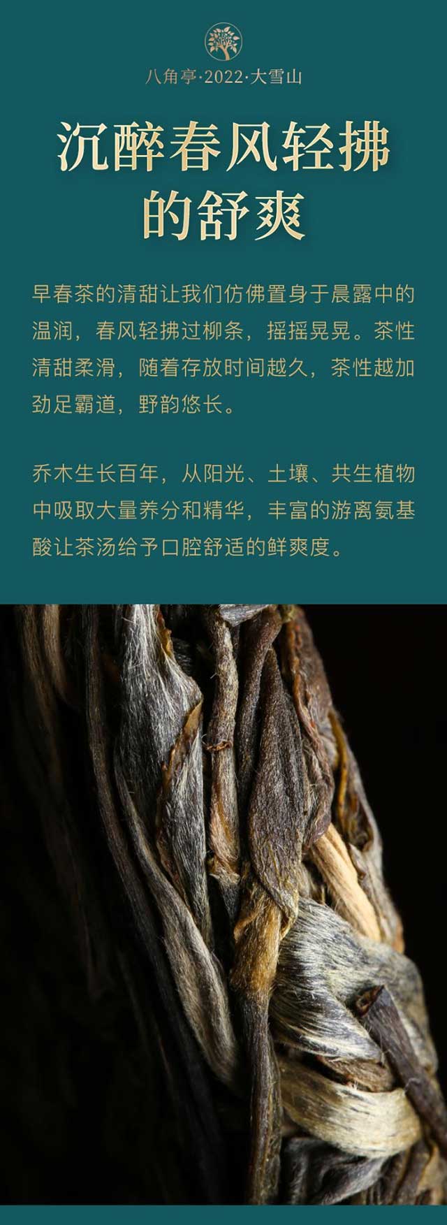 八角亭大雪山普洱茶