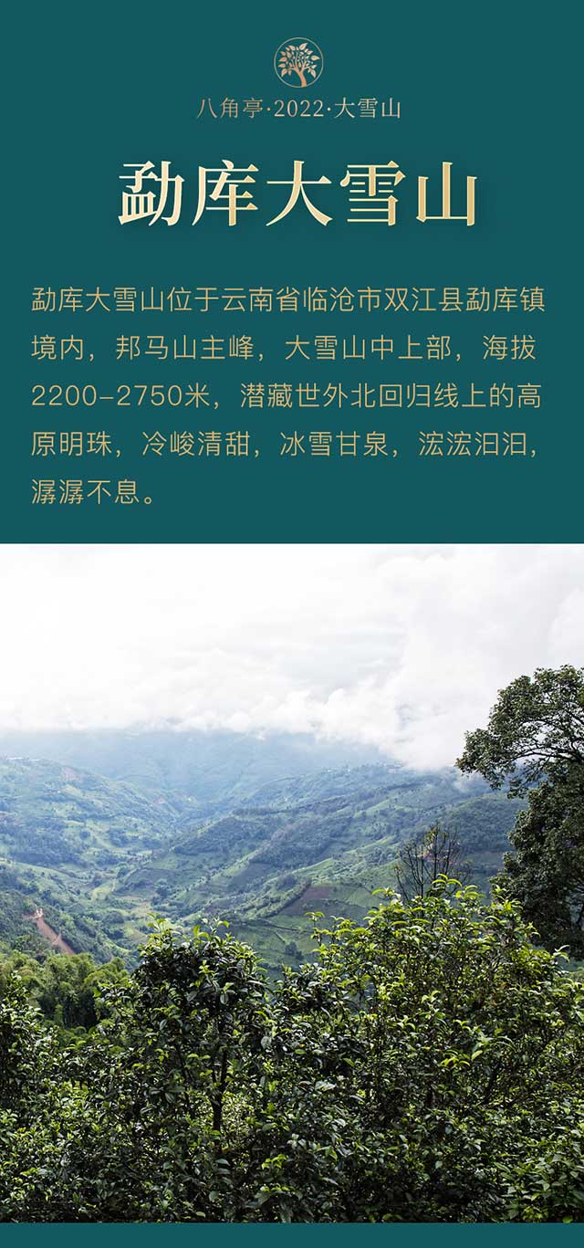 八角亭大雪山普洱茶