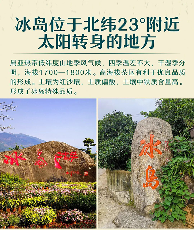 2022龙润茶冰岛普洱茶