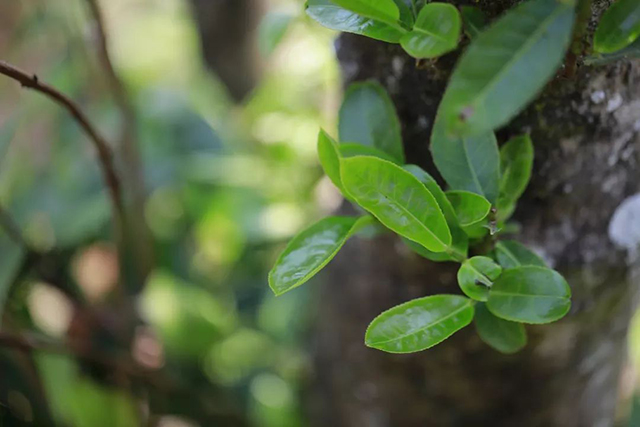 龙润茶年华普洱茶