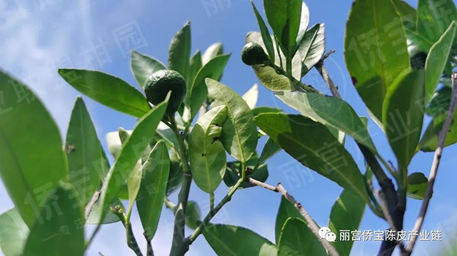 丽宫侨宝陈皮产业